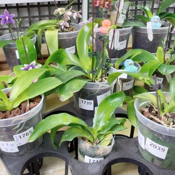 霞***影完全开放SWR22GJ-1739-盲盒-1765-盲盒-2039-SWR22L7-1746