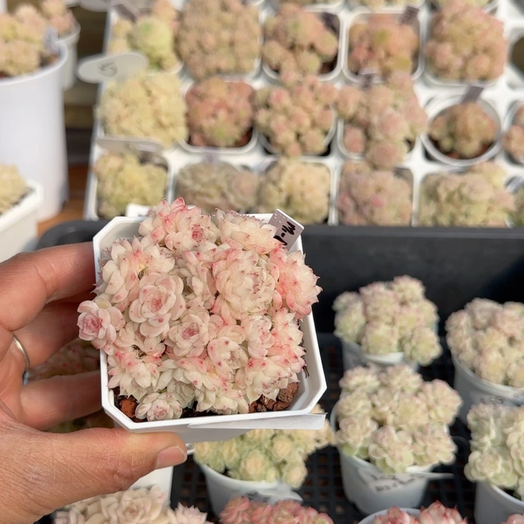 秋**【闪购商品】0211-169（m1-455-3）