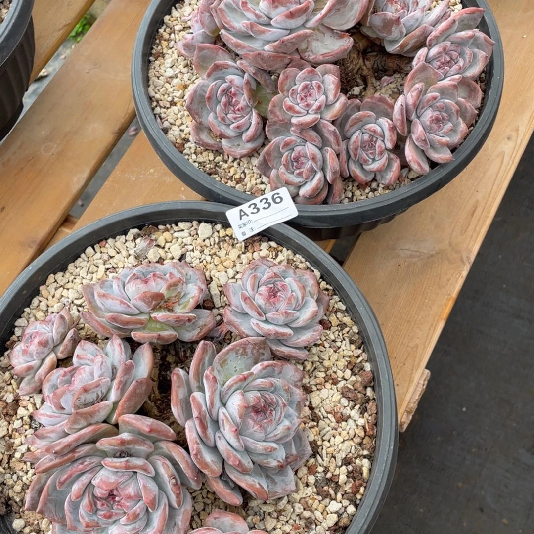 幸****A336静好多肉园艺