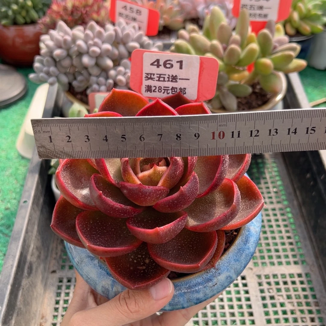 表妹精品多肉植物461.