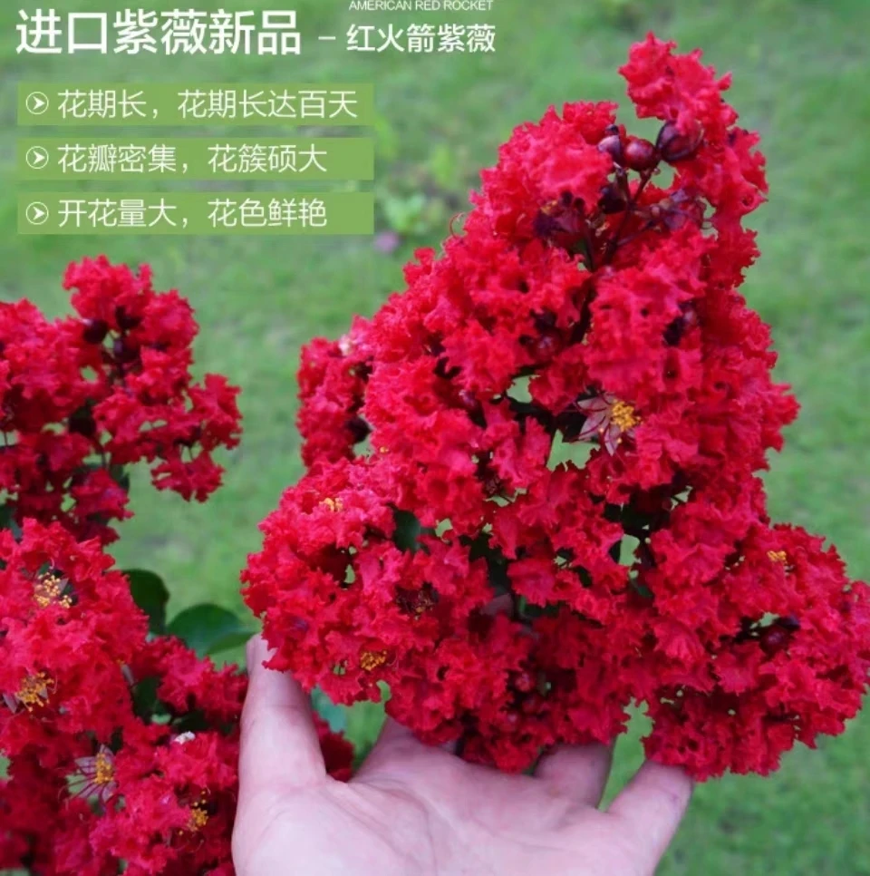紫薇花树红火箭紫薇国旗红耐寒耐热南北方均可种植庭院别墅景观