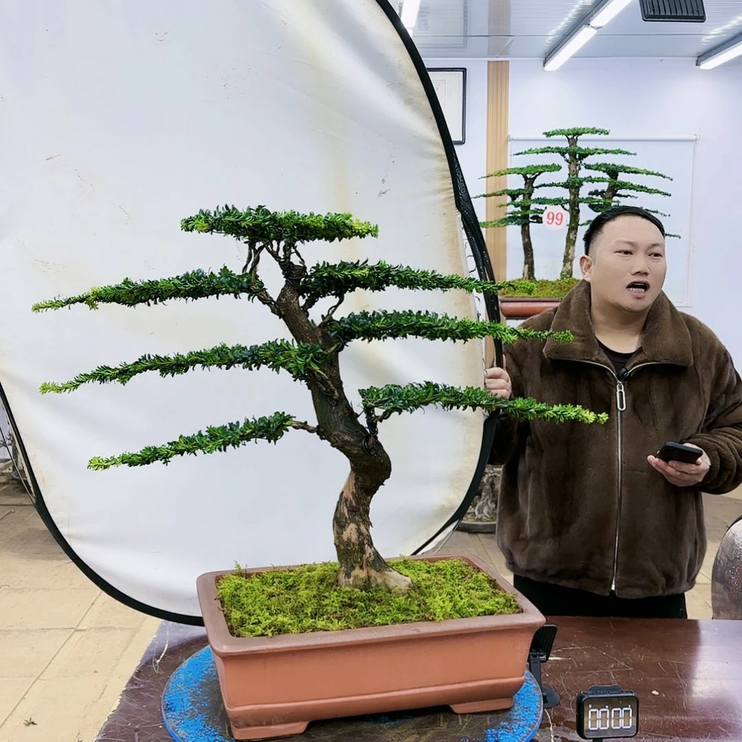 盆景欢迎大家一起来捡漏