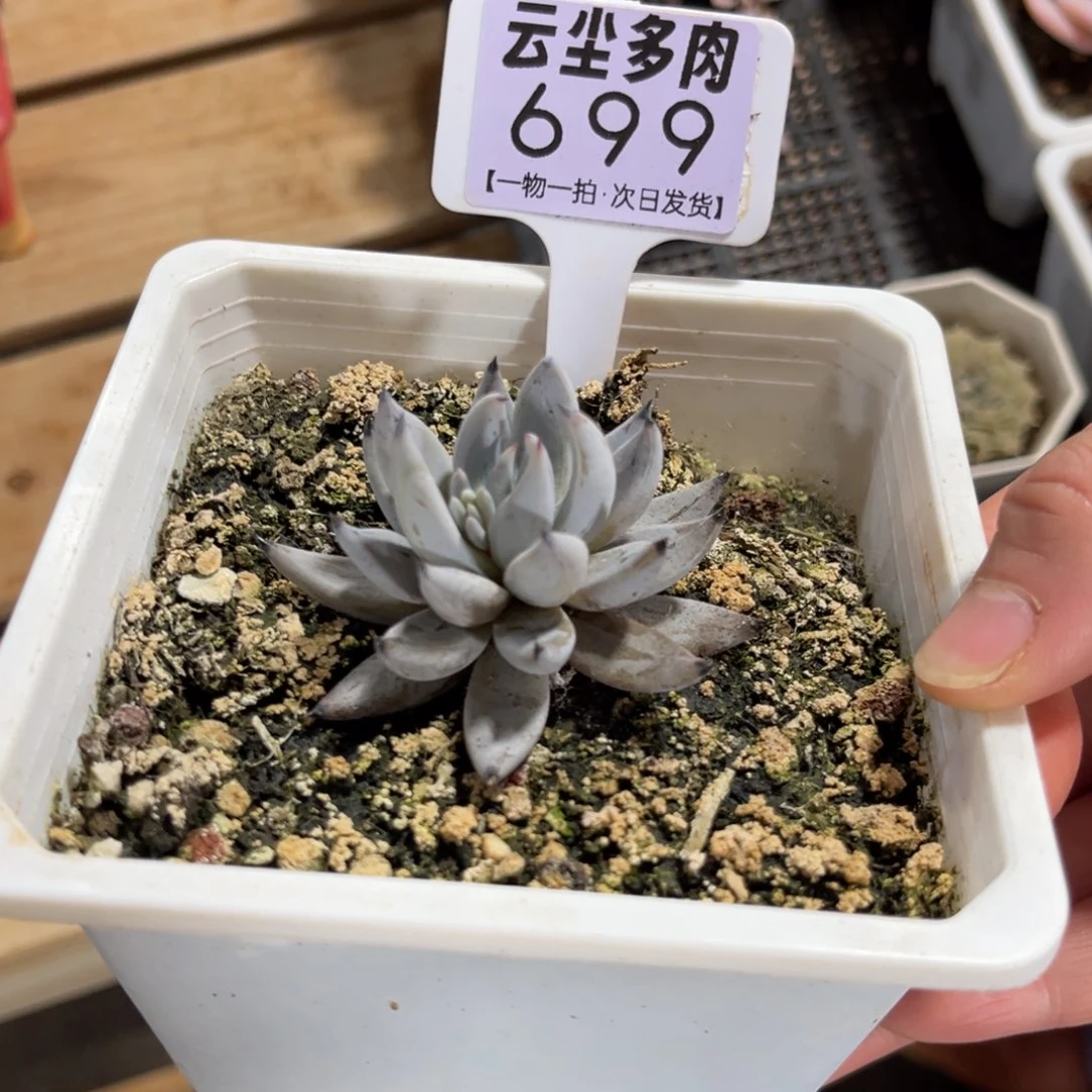 云尘多肉一物一拍699