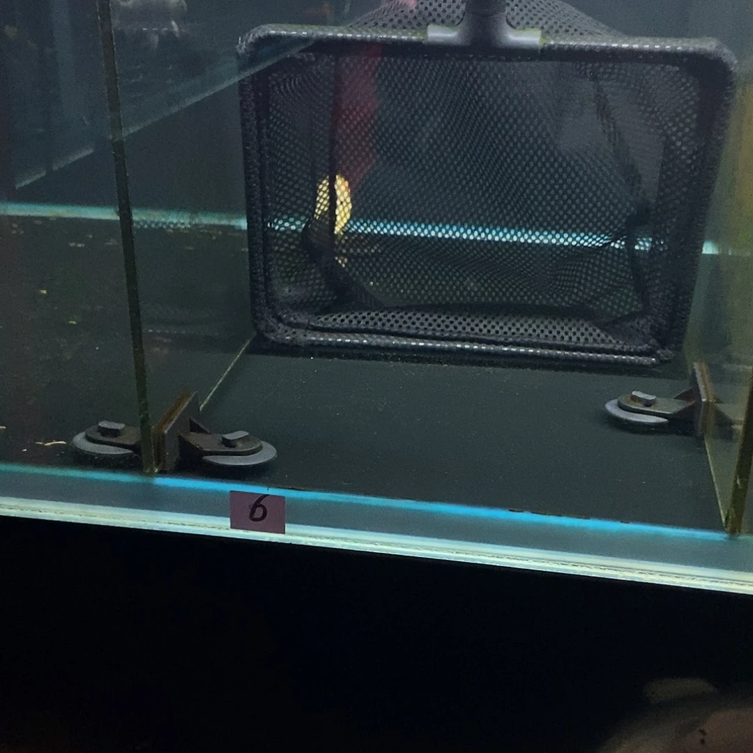 琴***凉蝴蝶鲤鱼6号白色蝴蝶鲤一条