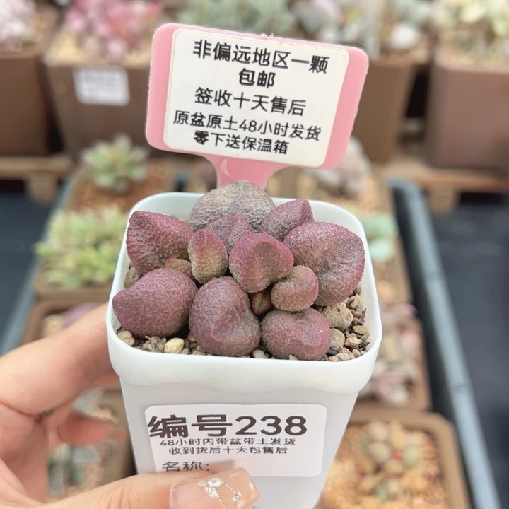238水蜜桃多肉植物