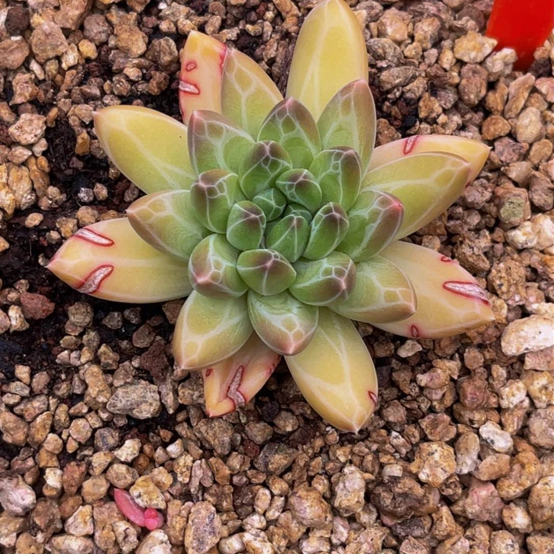 @*美2689下午多肉植物群生