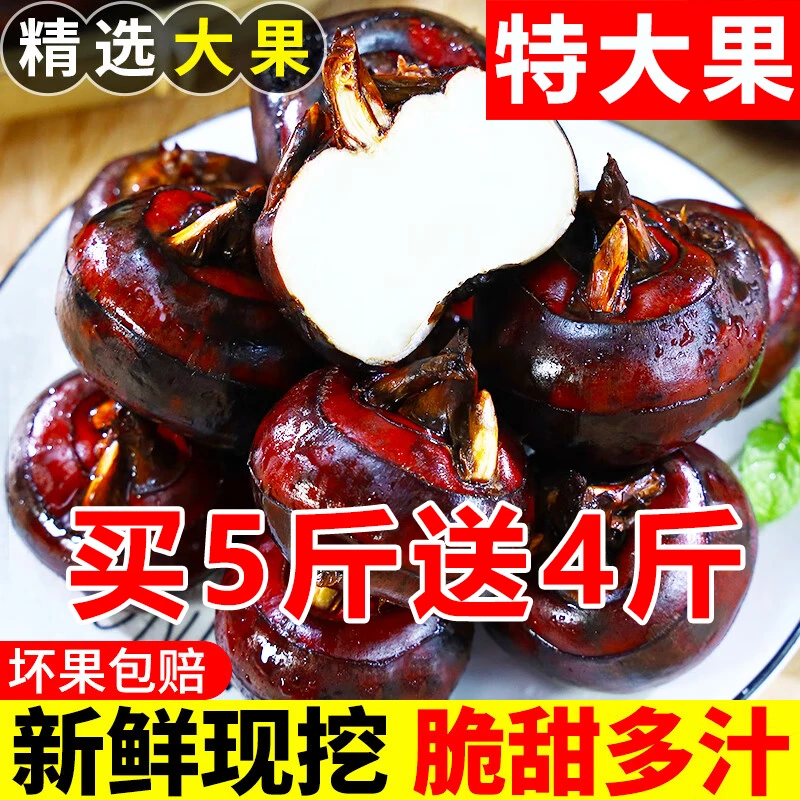 包邮新鲜水果马蹄奶香荸荠特大果应当季孕妇蔬菜现挖饽荠整箱广西