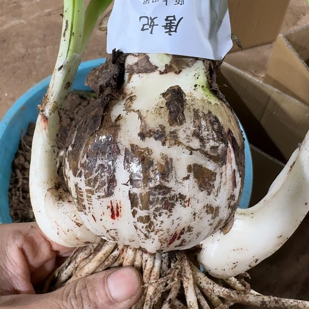 唐妃7+开花球发发的