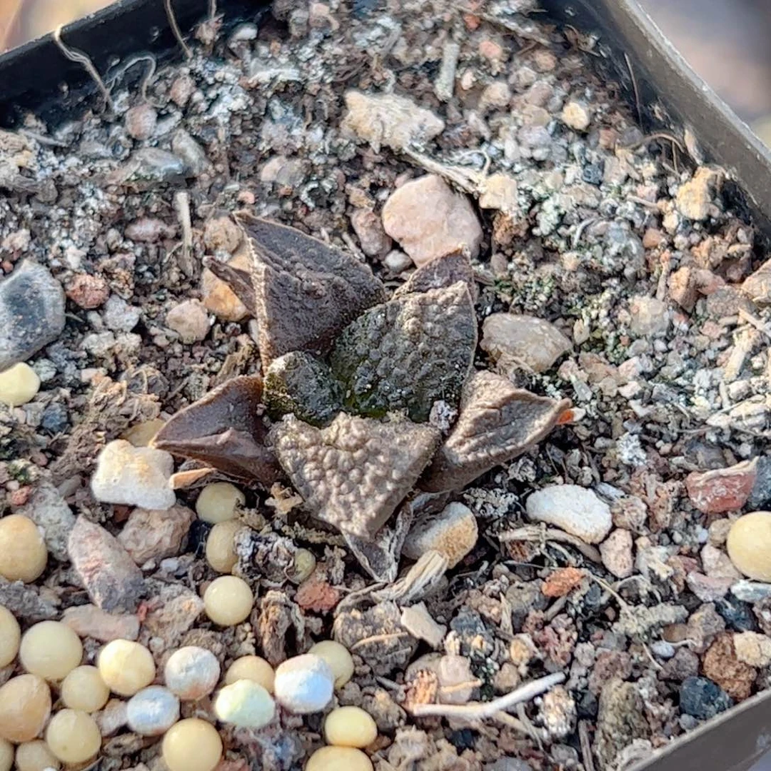 实生 龟甲牡丹仙人球