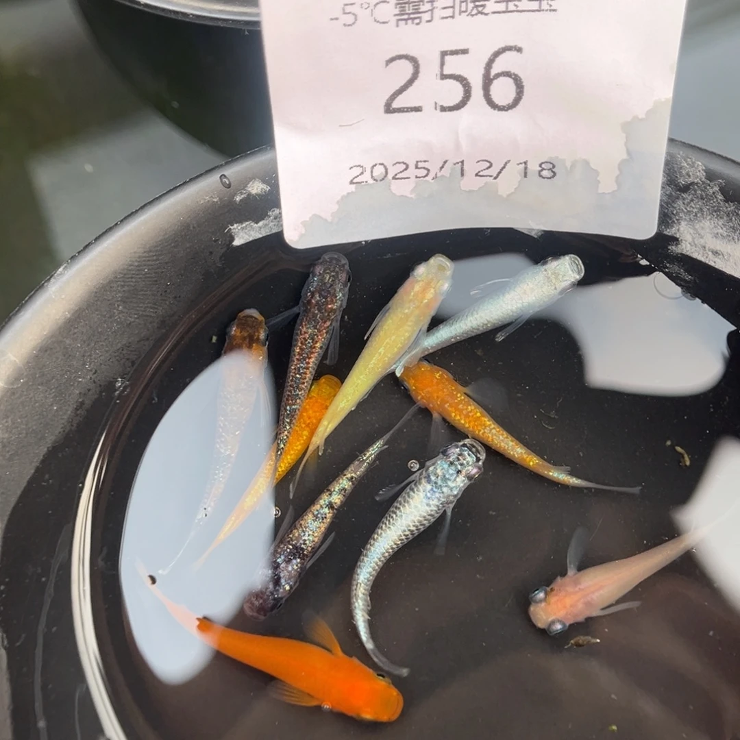 青鳉鱼256随机10尾