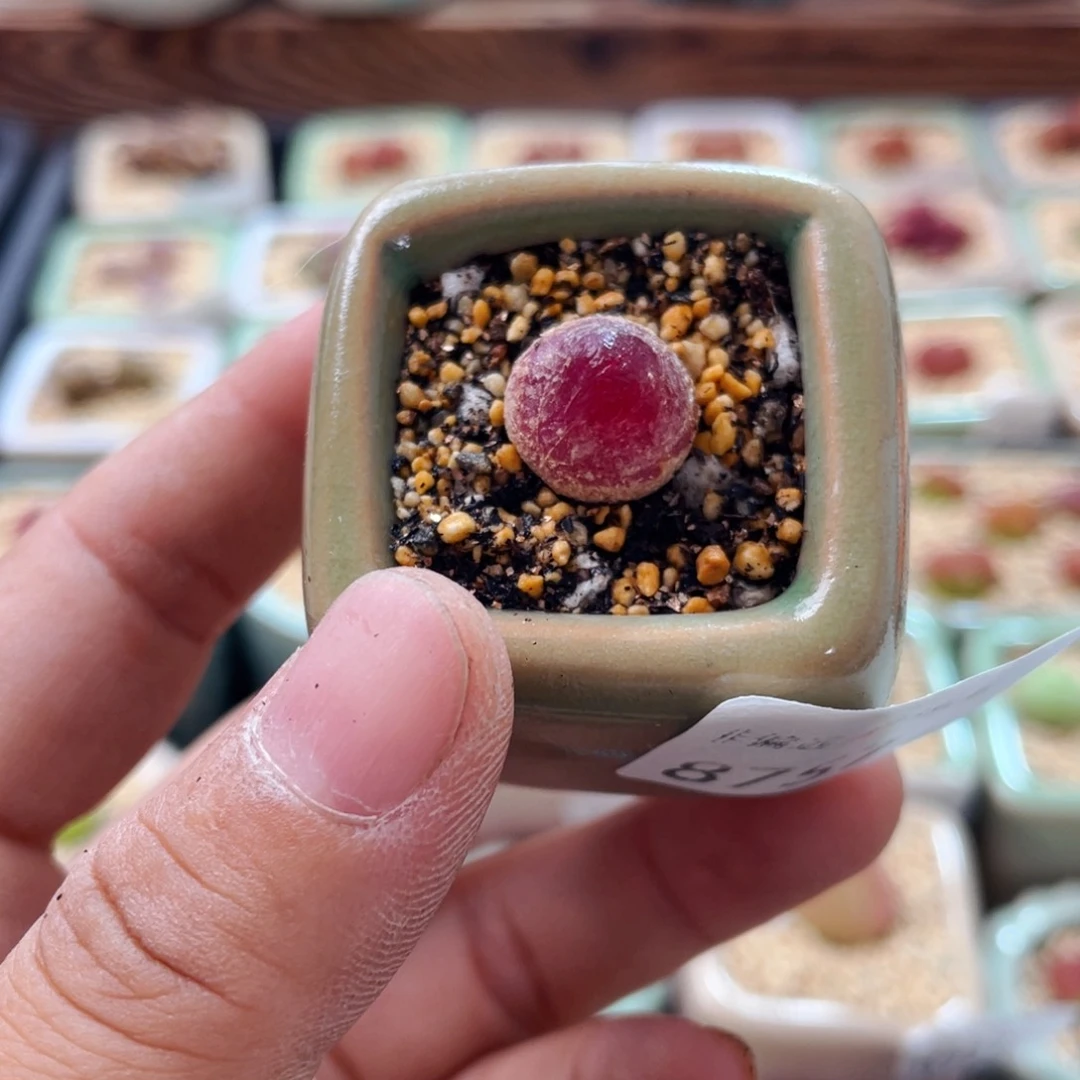 无花朵8757-一物一拍 带盆