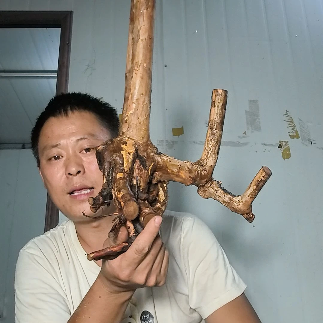 中***矩无花朵盆景素材拍品