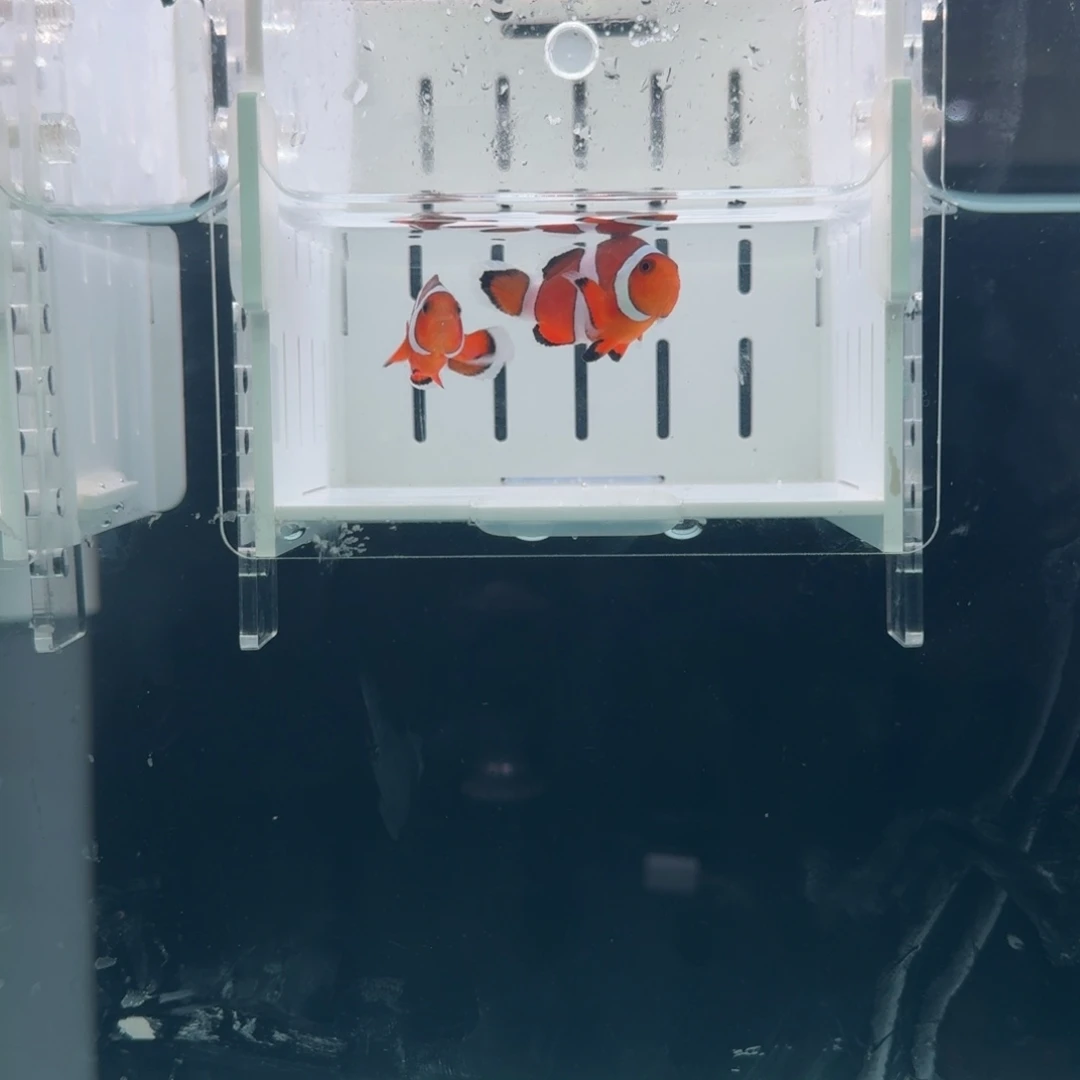 海水鱼4+精品黑边公子一对