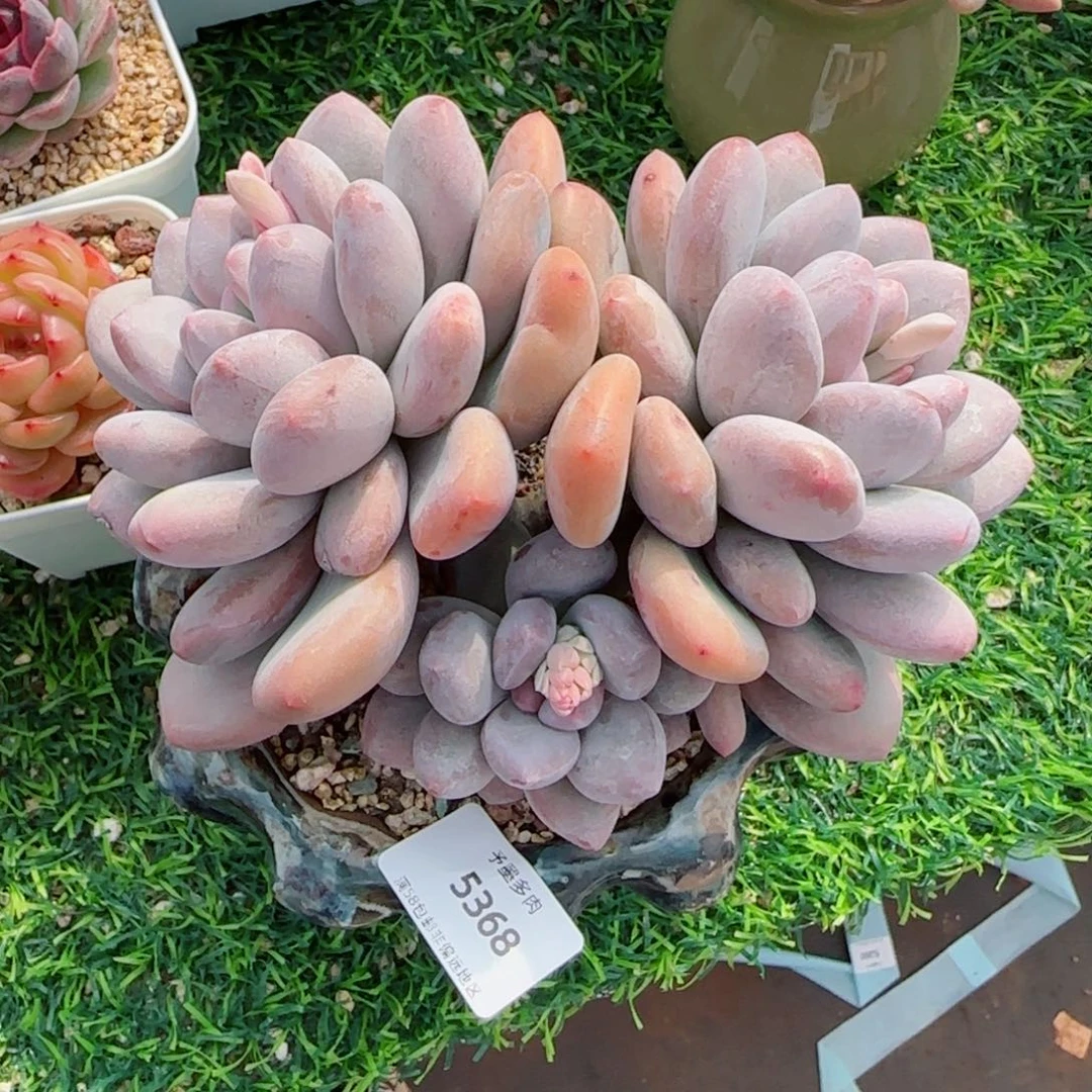 香水无砍，5368多肉