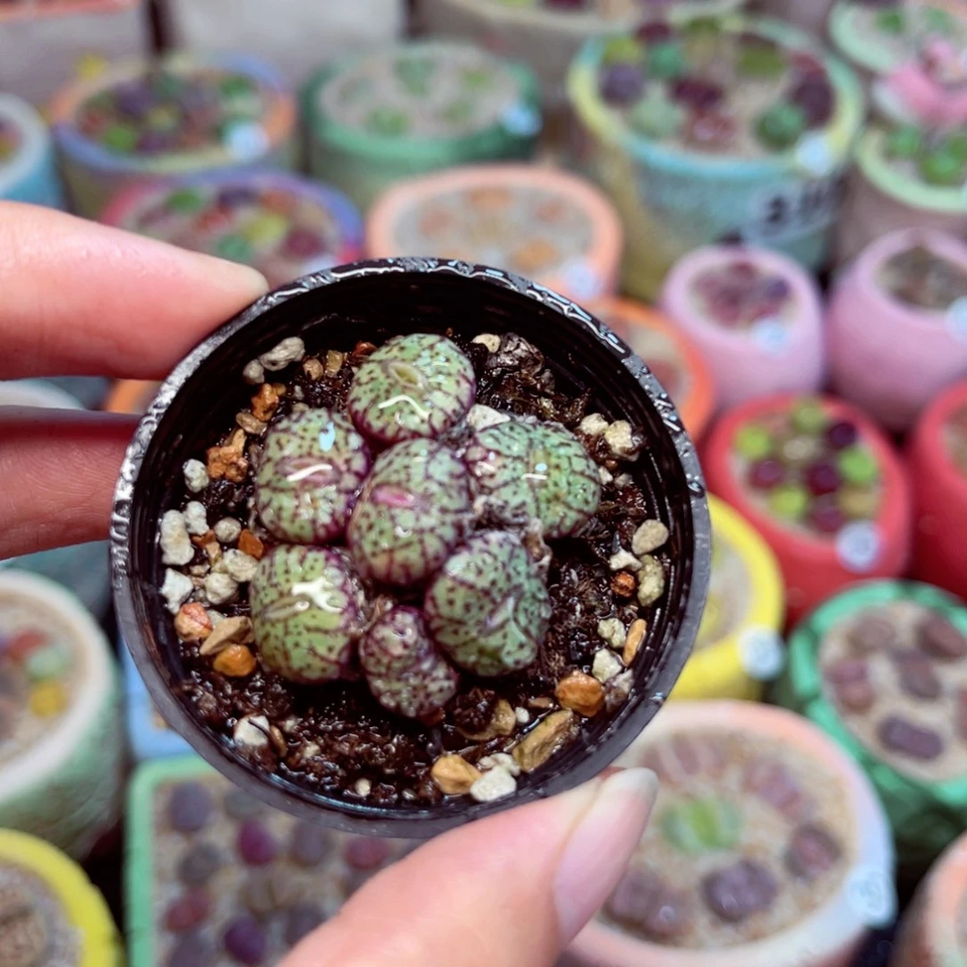 657。888888888888888