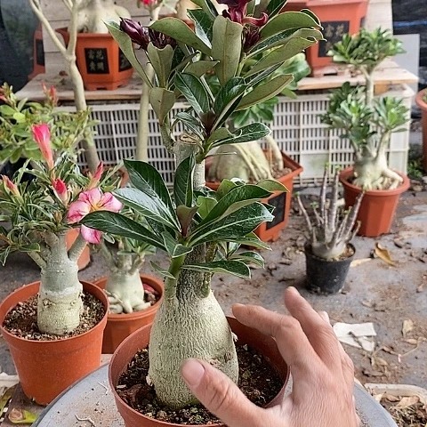 【闪购商品】淡*绿植