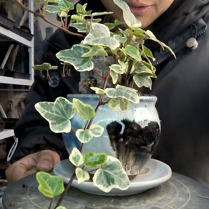 素**欢小盆景小植物一物一拍102