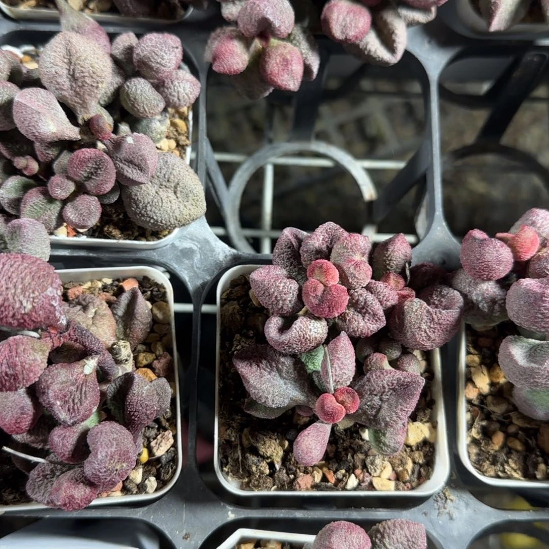 水蜜桃水泡多肉植物