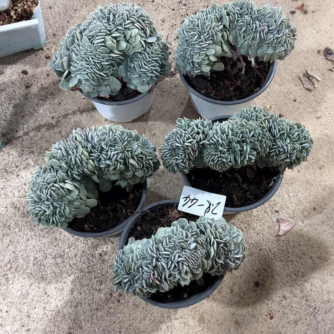 2.8-44天赐缀化多肉随机