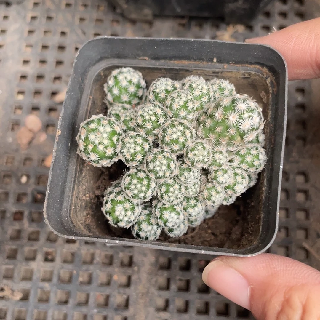 484须弥山（满18元包邮）