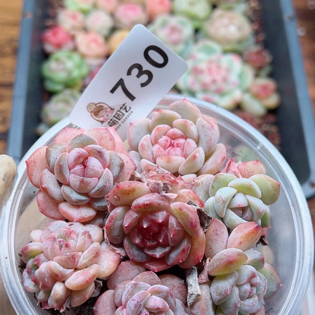 多肉植物多肉植物