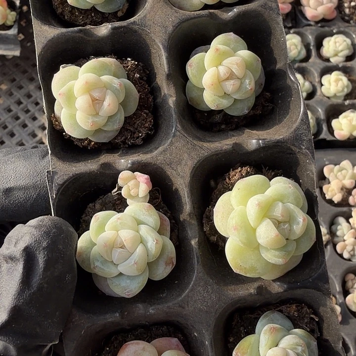 59 号到手1框一物一拍