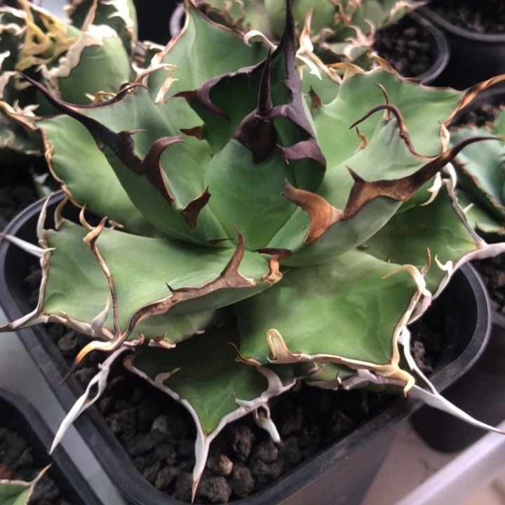 黑帝斯仁王冠龙舌兰