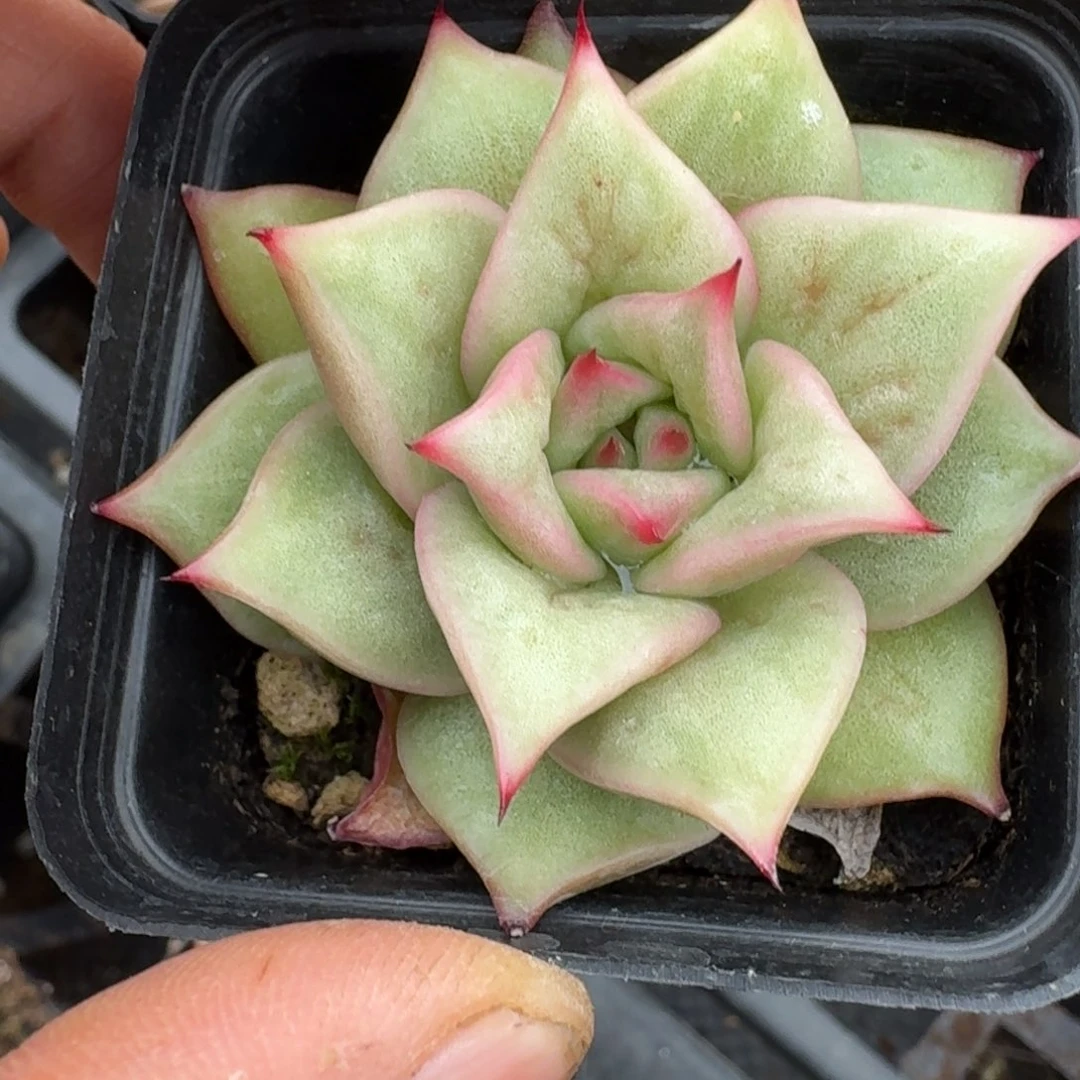 多肉杂交一物一拍17-81