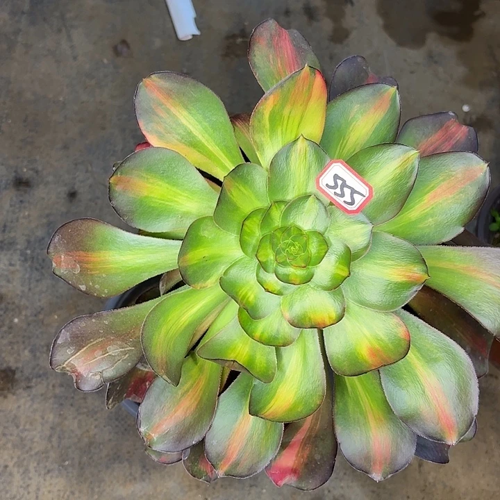 巫毒七彩中班锦555多肉