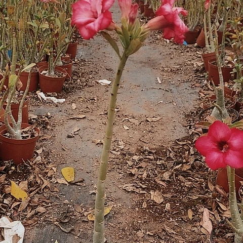 【闪购商品】溪*绿植