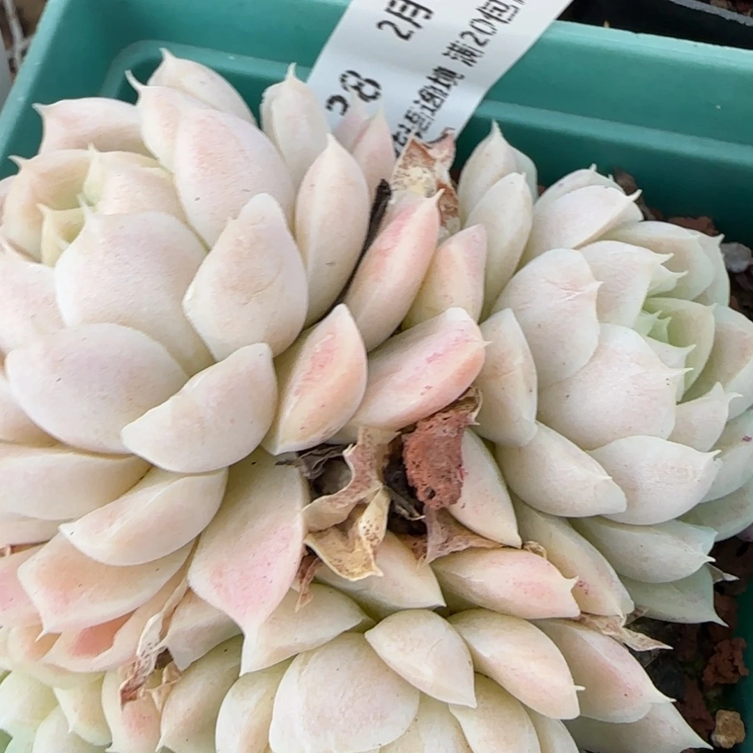 花语逸境0218-38月影母本