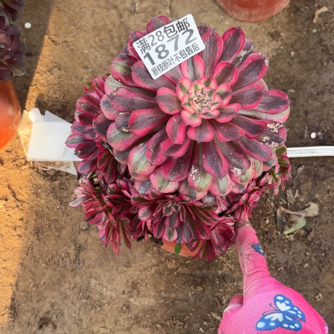 M. 1872红铜白多肉。ade'