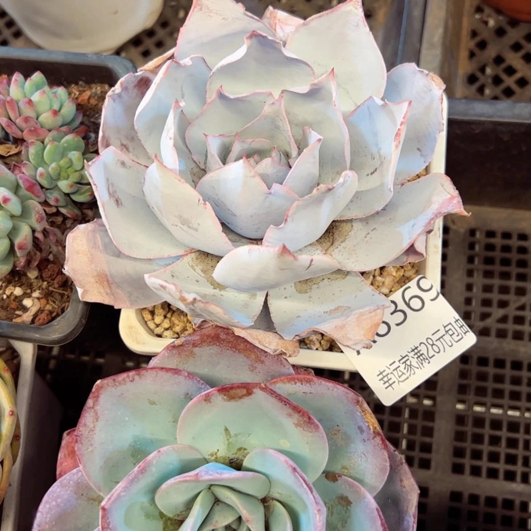 幸运的是我的朋友