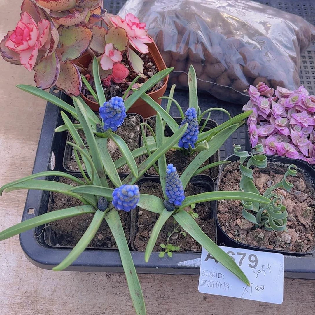 多肉679多肉植物