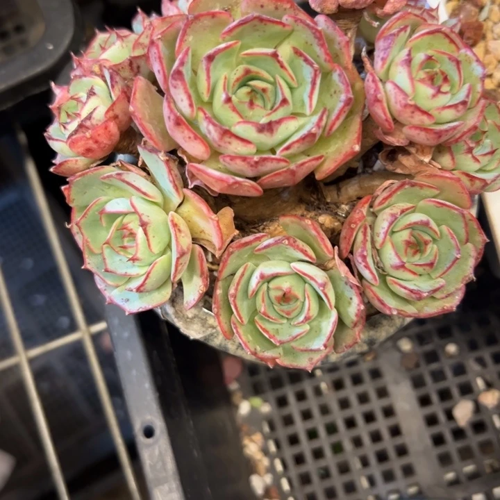 幸运的是我还在等你呢哈哈