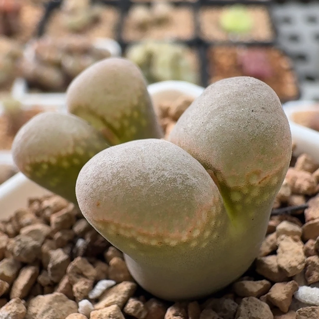 3940风铃玉肉锥植物