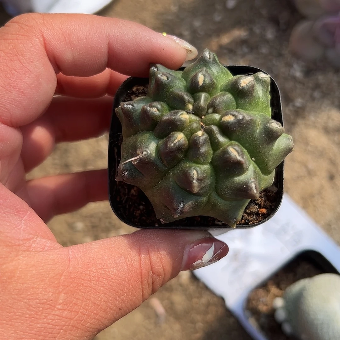 多肉植物多肉植物