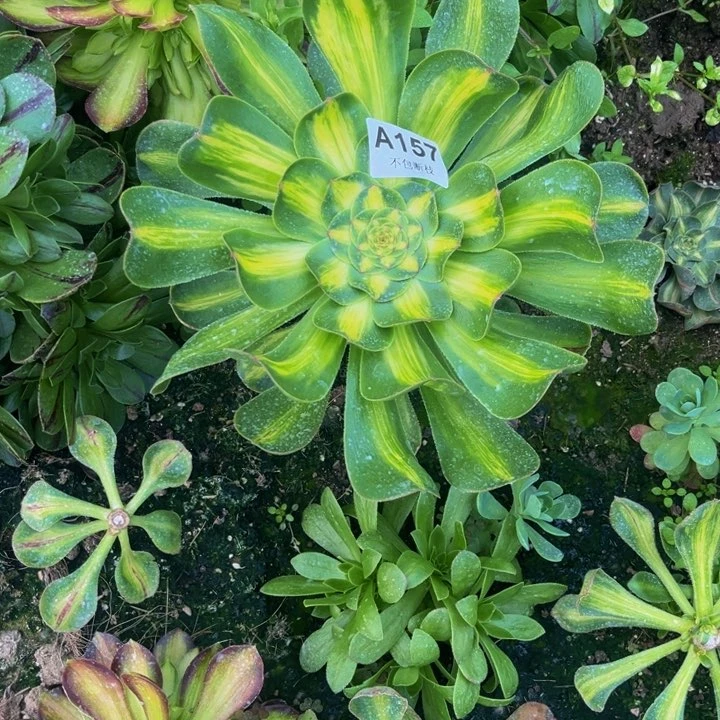 157暴君多肉法师不包断枝