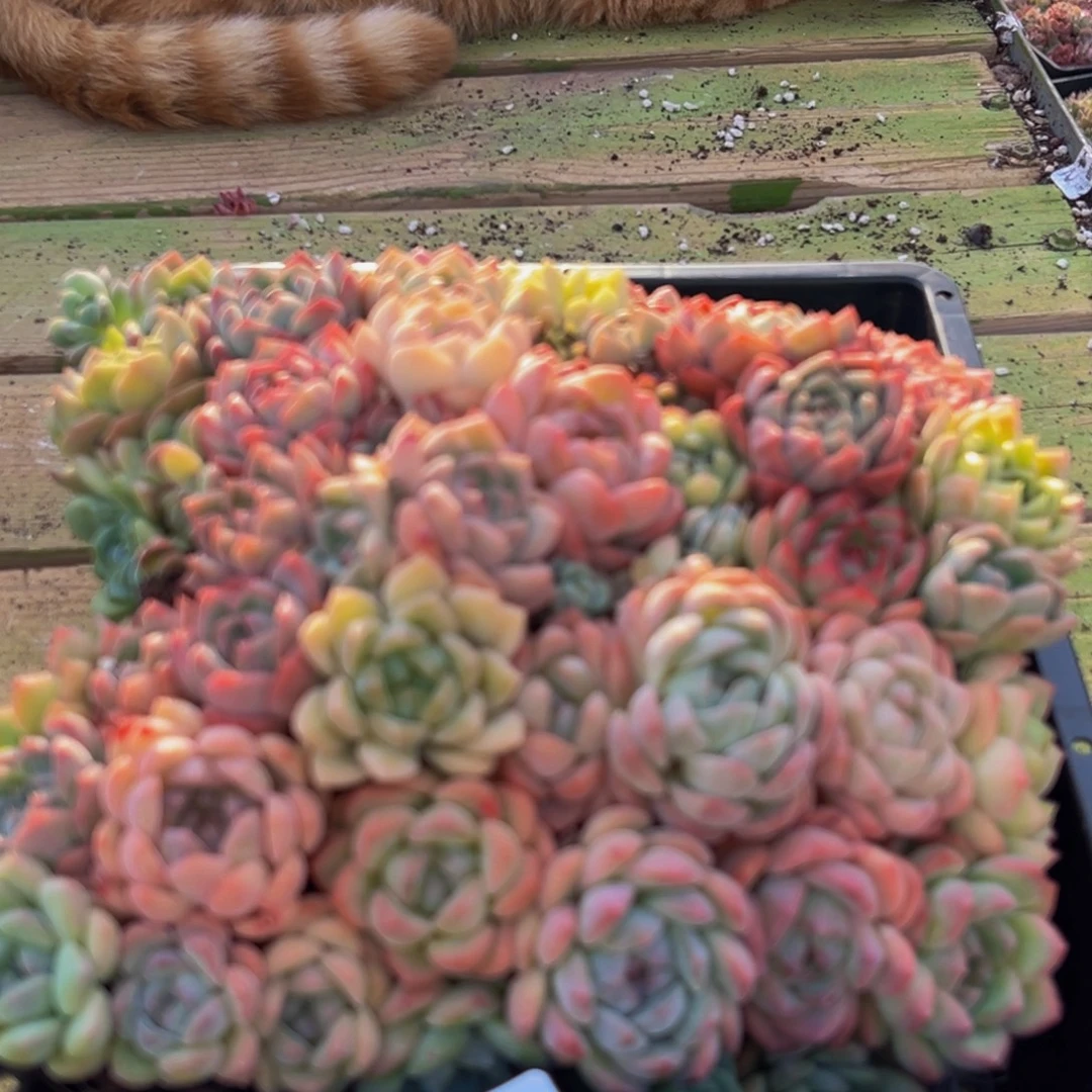 295多肉葡萄的味道是真的很好吃