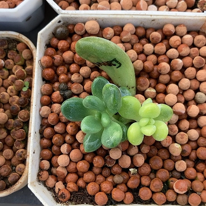 灯美人锦多肉植物