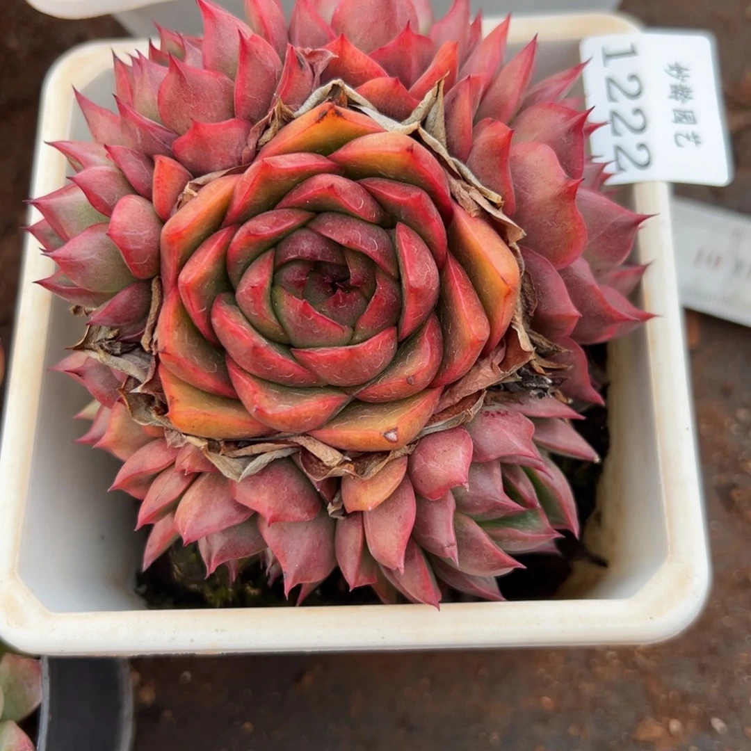 莲*蕊1222杂交多肉基地