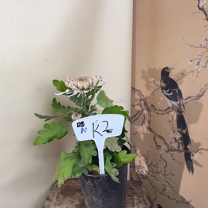 完全开放K22222222