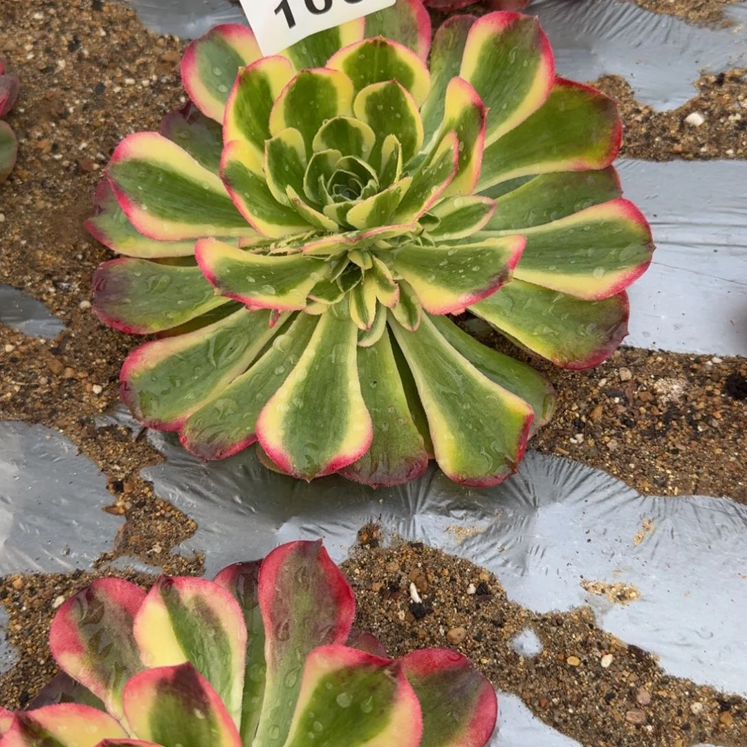 100海棠。多肉植物