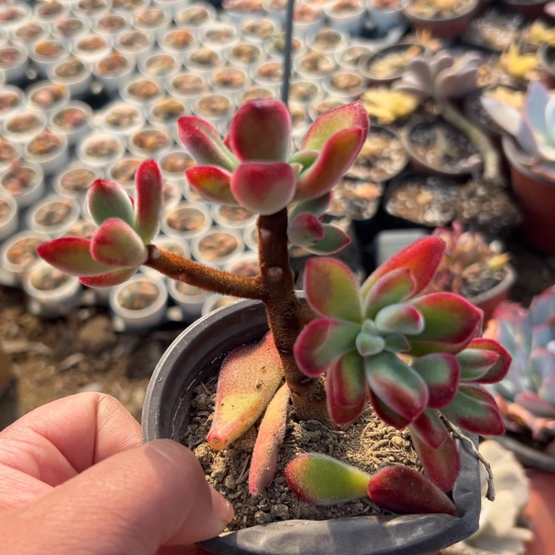 多肉植物多肉植物