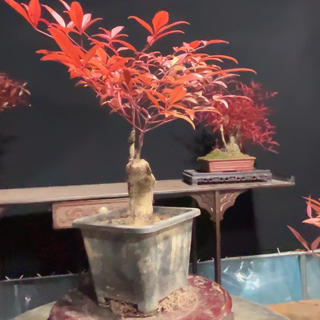 不开花植物000019