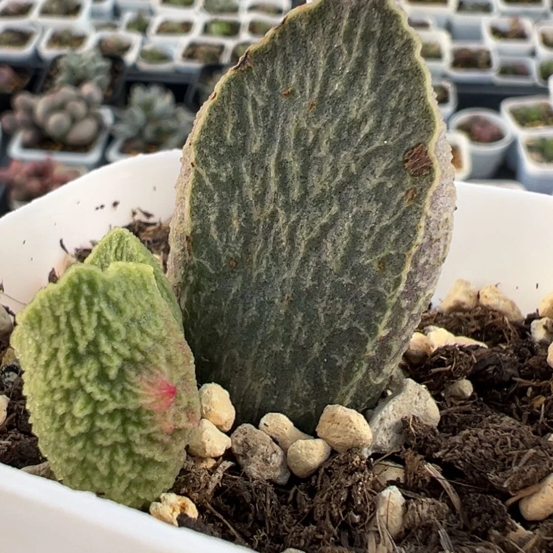 实生新品大苗多肉植物水泡
