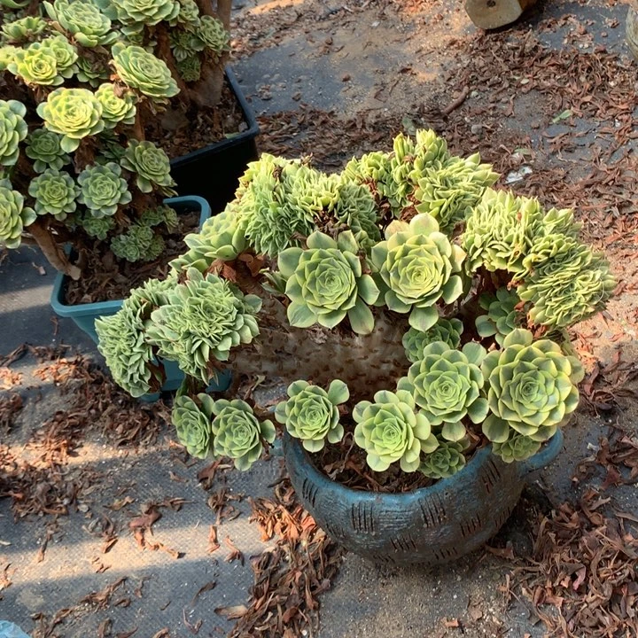 别***我绿豆糕朵朵脱土发货啊