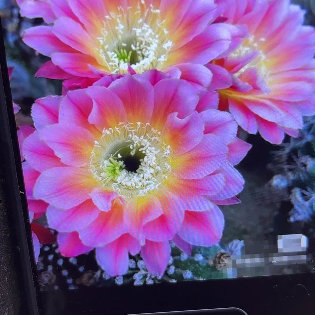 炫舞彩侧牙20包邮50