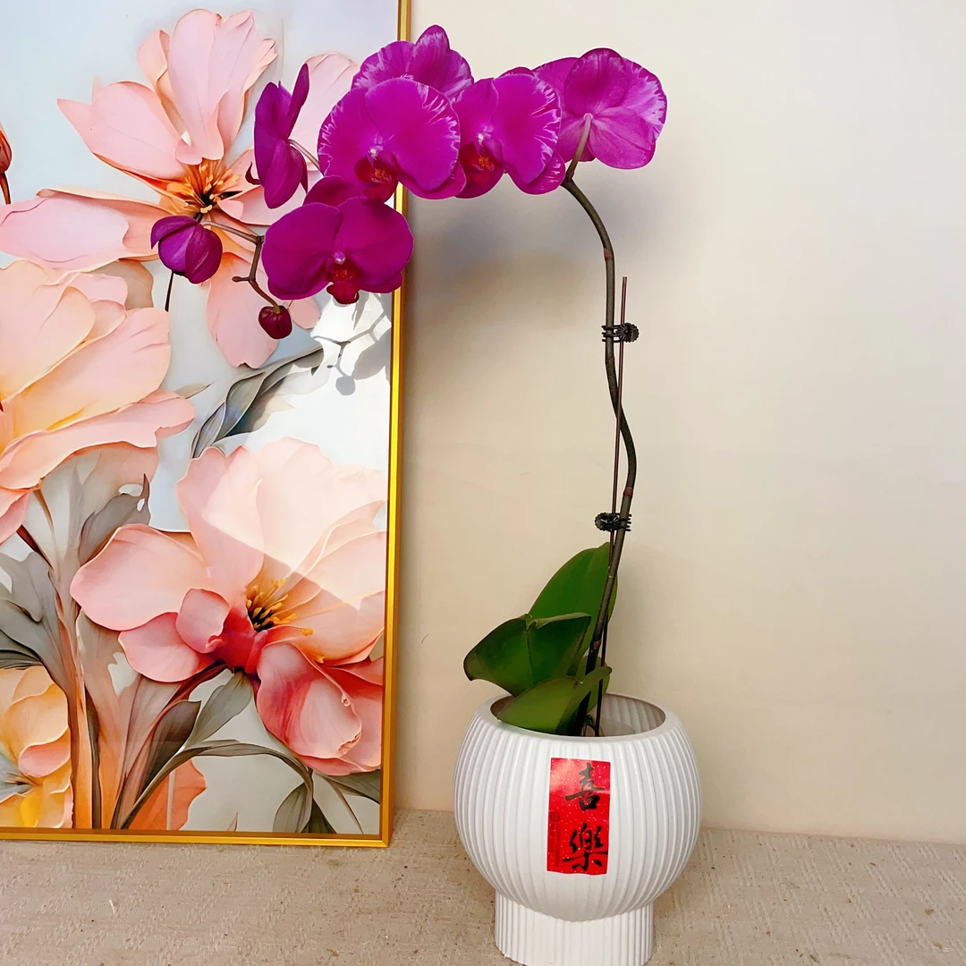 桦艺优选【光芒四射】蝴蝶兰轻奢室内绿植花卉艺术盆栽基地直发