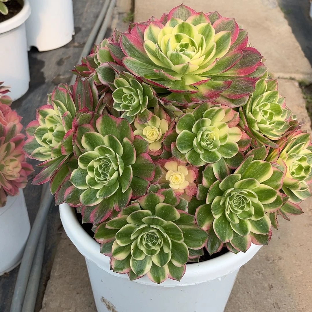 海仙法师漂亮漂亮